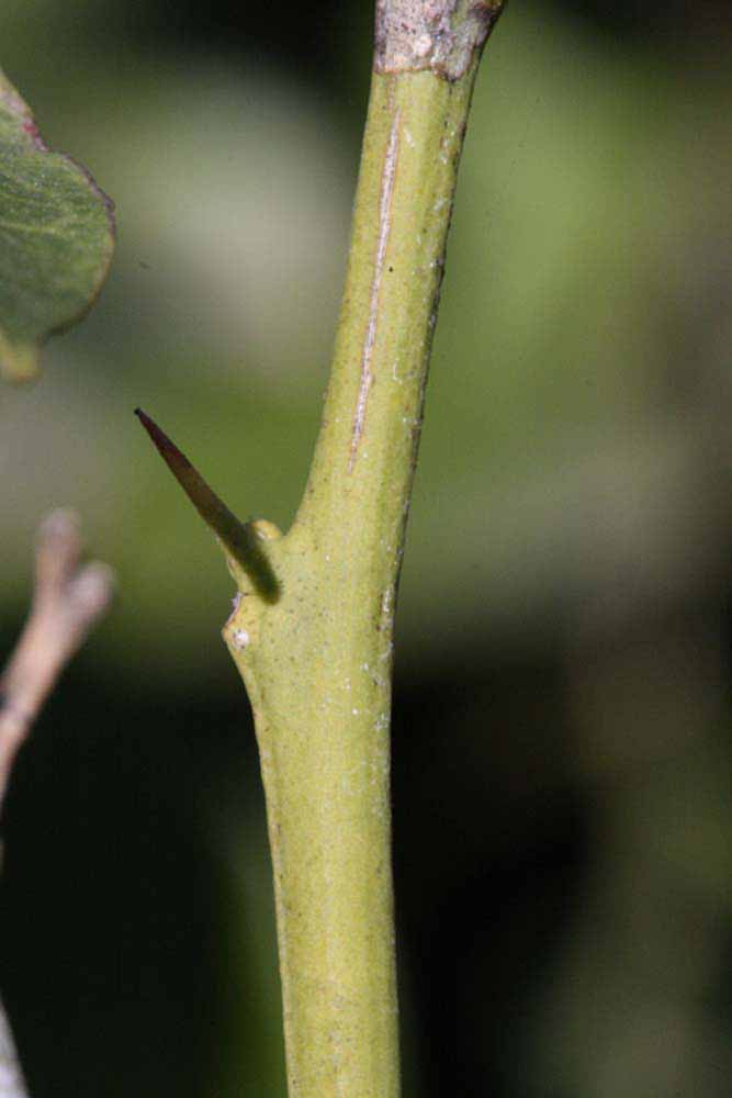              First year twig (Riverside, CA)       